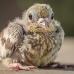 découvrez à quoi ressemble un bébé pigeon de 20 jours avec notre aperçu détaillé et explorez les variations de leur apparence à cet âge.